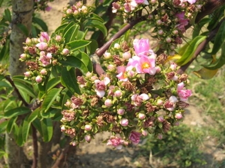 Pereskia grandifolia  
