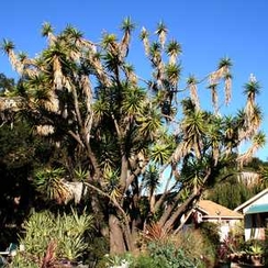 Yucca guatemalensis  