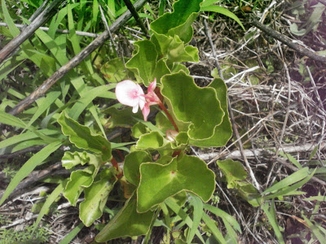 Begonia cucullata Will